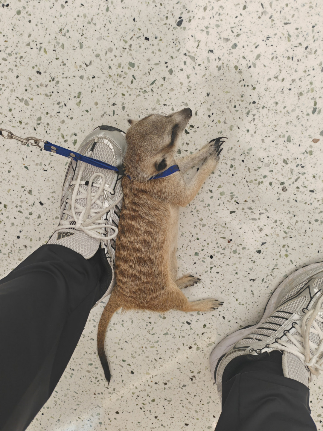 刷完狐獴