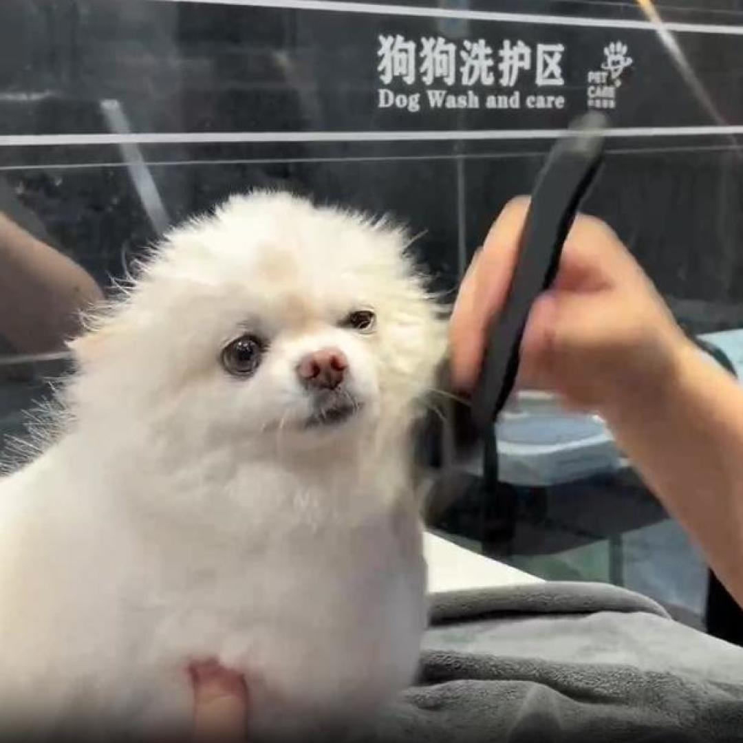 同一张参考图,为什么别人家的狗剪得出来