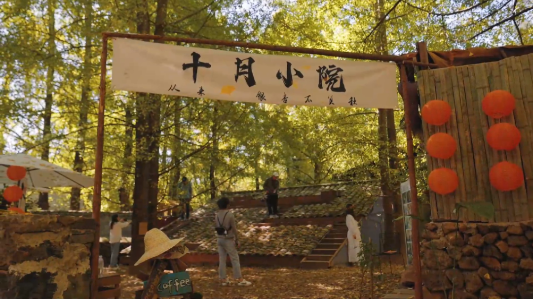 「香山红叶节都开幕了，变色率才一成」撞上「额济纳官宣盛黄期结束，今天起门票半价」：追秋对窗口的，出发前先把物候、海拔带、话术这三本账对完