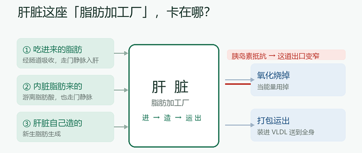 吃护肝片的人注意了：脂肪肝的根子在肝代谢，3个月这样减有惊喜