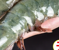 青岛大虾鲜活新鲜冷冻海鲜单只冻虾超大整箱海虾青虾对虾基围虾