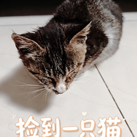 又捡猫啦