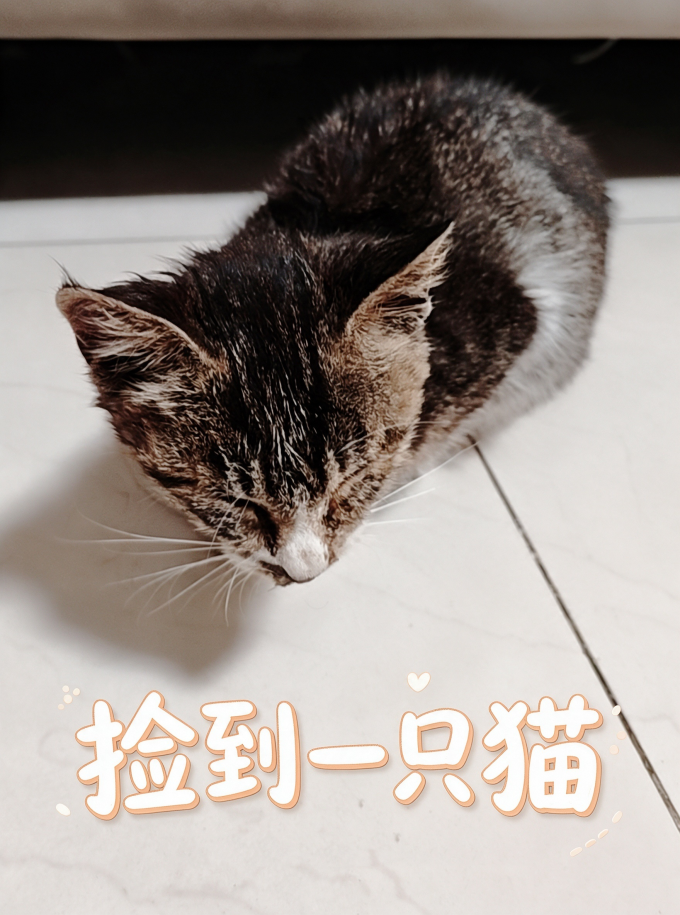 猫咪