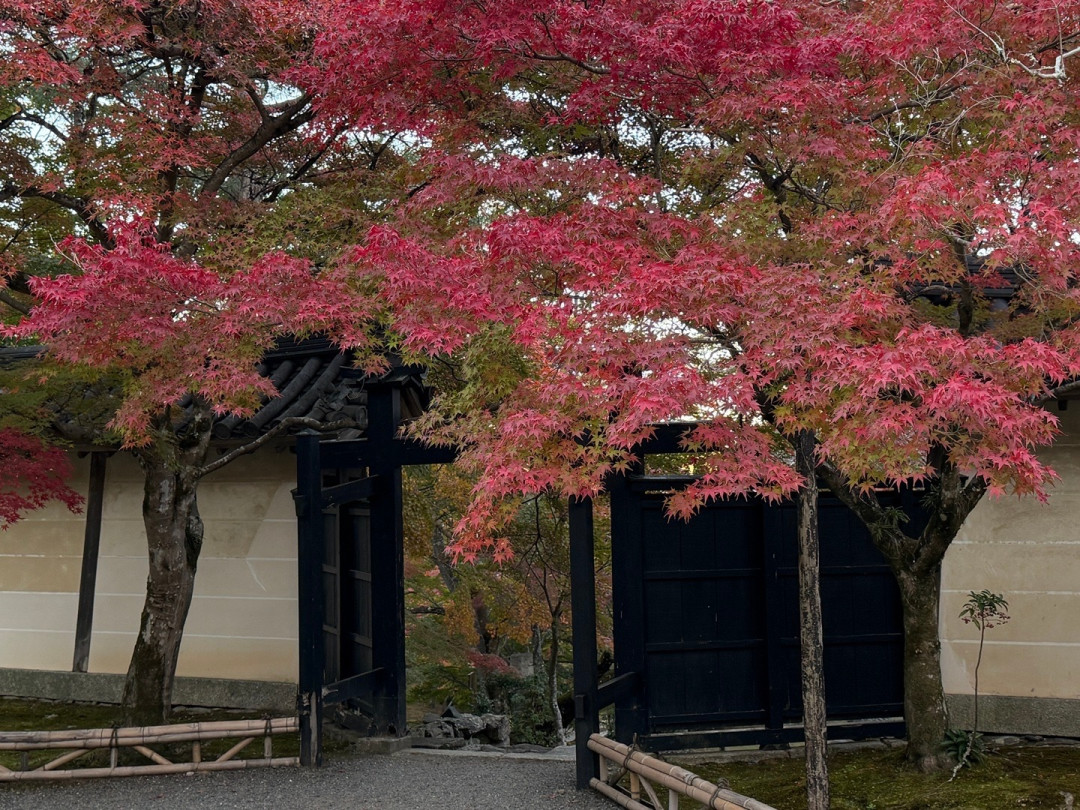 札幌都初雪了,定山溪的枫叶已经在掉,京都才红5%:今年去关西赏枫,先把预测表和现实的那2周错位搞清楚
