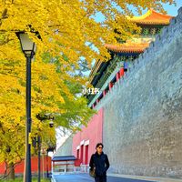 银杏金黄季满打满算约20天：北京已80%黄、上海还没上线，手机3步把金色拍成金色