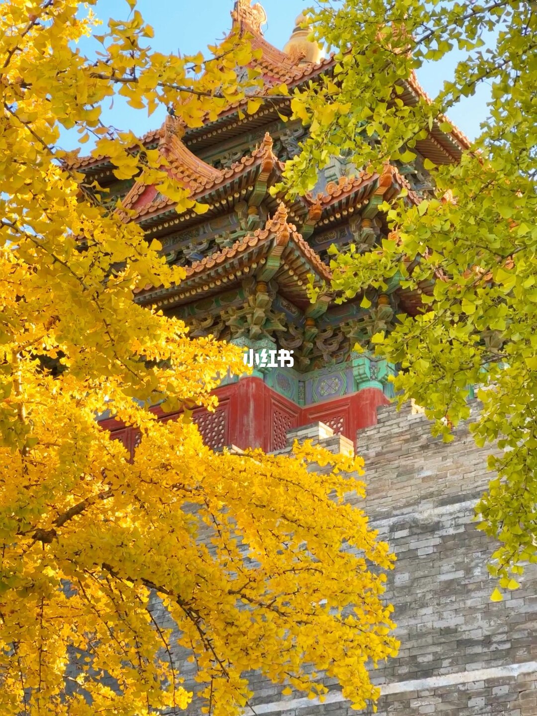 银杏金黄季满打满算约20天：北京已80%黄、上海还没上线，手机3步把金色拍成金色
