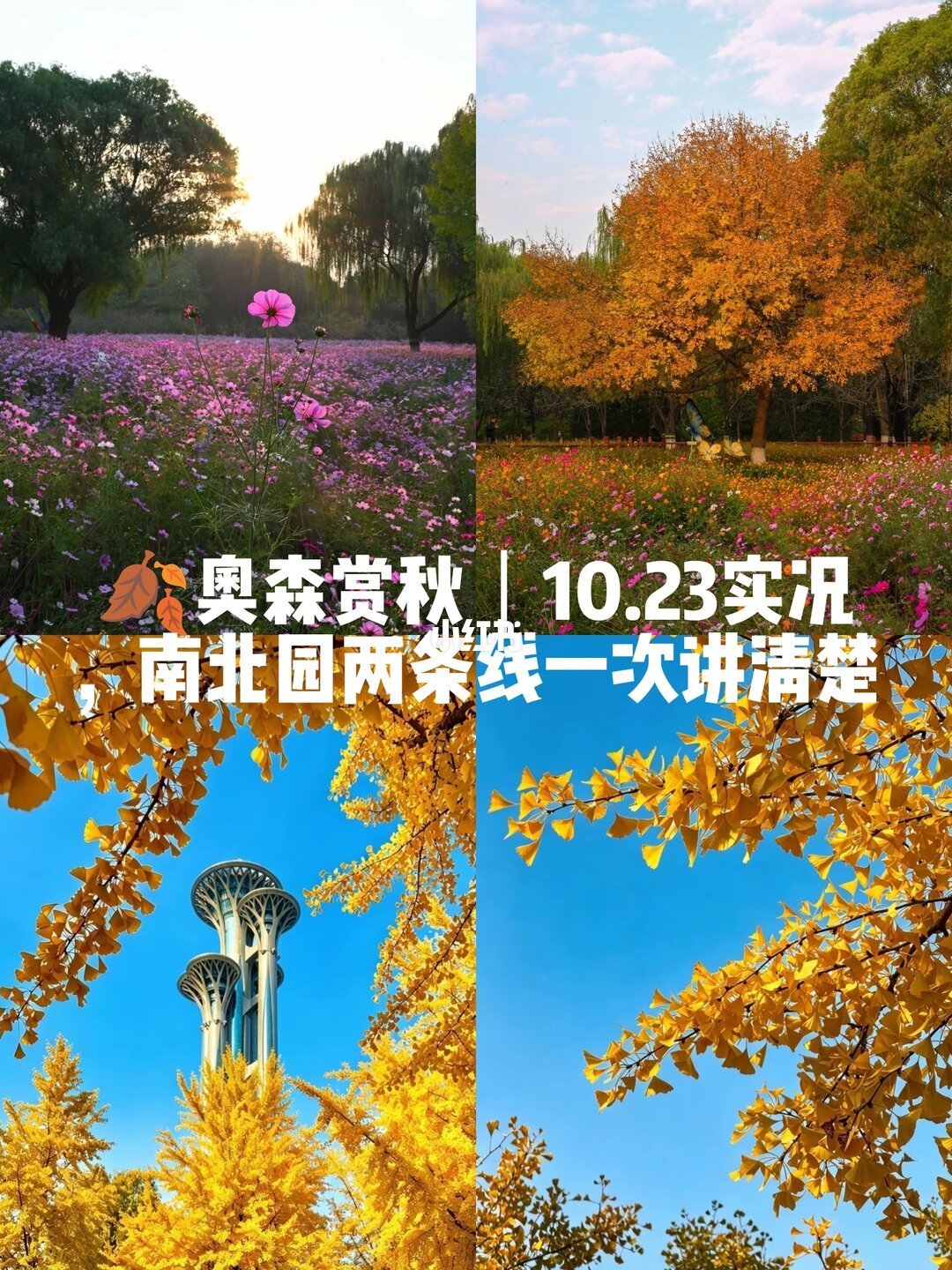 银杏金黄季满打满算约20天：北京已80%黄、上海还没上线，手机3步把金色拍成金色