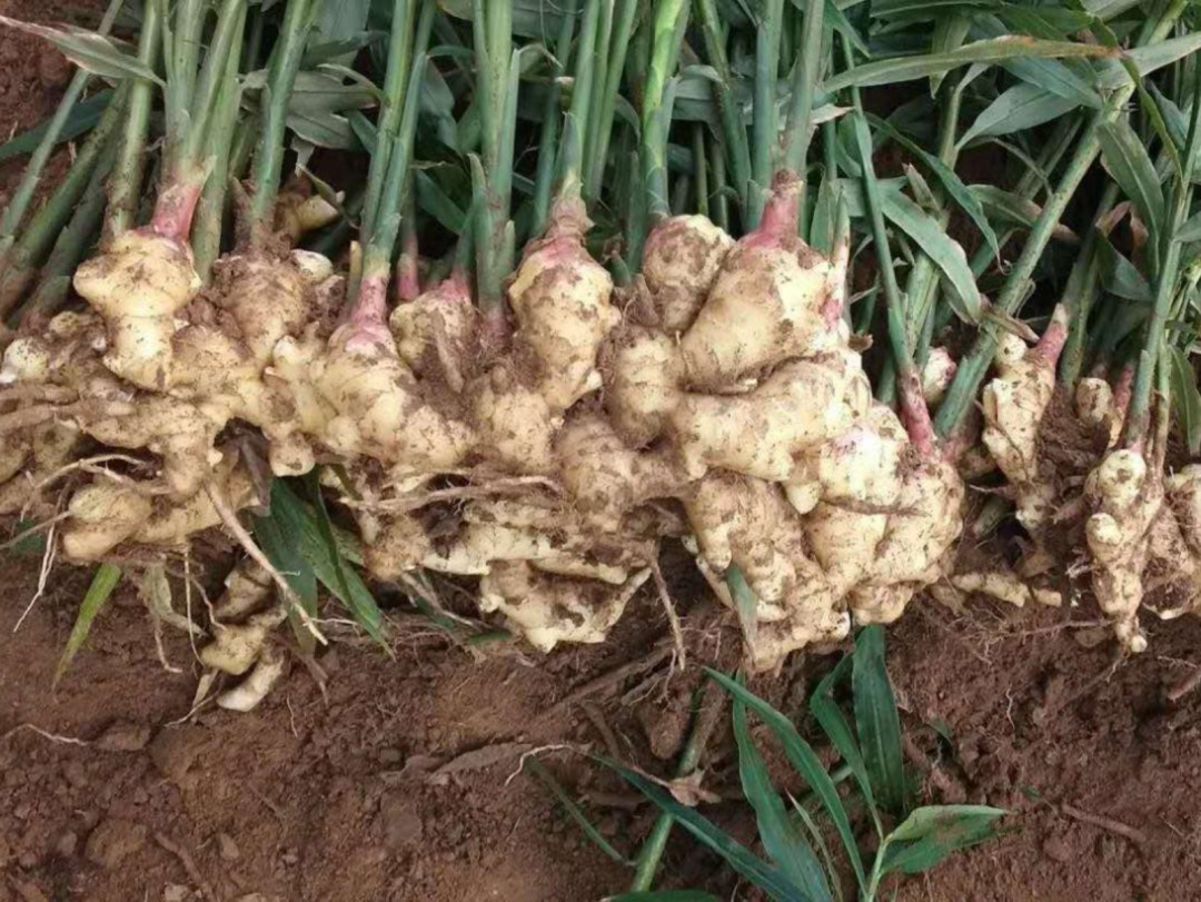 霜降新姜刚上量,先别急着给双11囤姜:肉姜喂不饱姜枣茶、发芽没毒、发软整块扔——2026姜市3个行内名、2条价盘锚点和这笔账,我一次算完