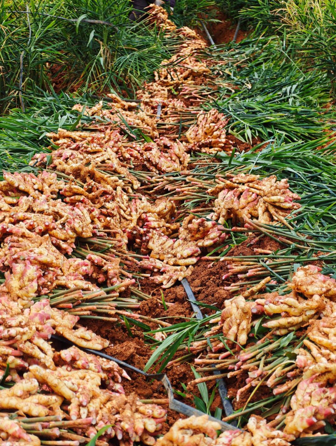 霜降新姜刚上量,先别急着给双11囤姜:肉姜喂不饱姜枣茶、发芽没毒、发软整块扔——2026姜市3个行内名、2条价盘锚点和这笔账,我一次算完