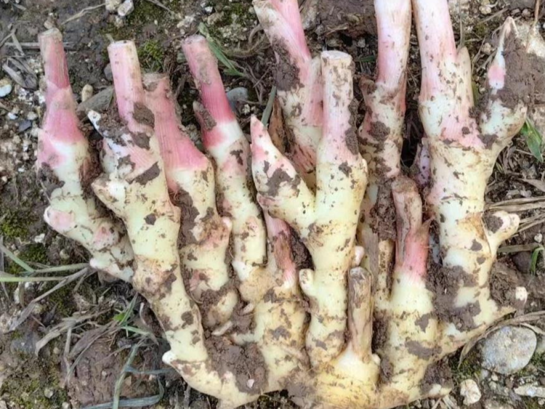 霜降新姜刚上量,先别急着给双11囤姜:肉姜喂不饱姜枣茶、发芽没毒、发软整块扔——2026姜市3个行内名、2条价盘锚点和这笔账,我一次算完