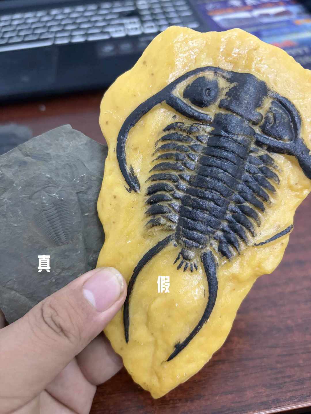 慕容街“假鱼化石”帖吵翻149条评论：先分清你手里那块石板的三种“身份”