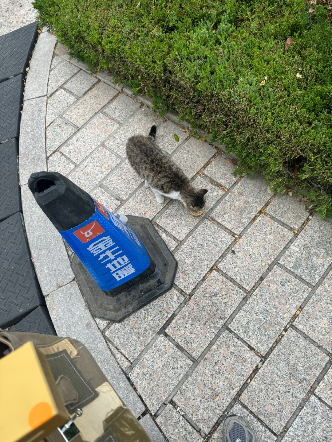 平时366,凑完483:这个双11,囤猫粮越算越贵
