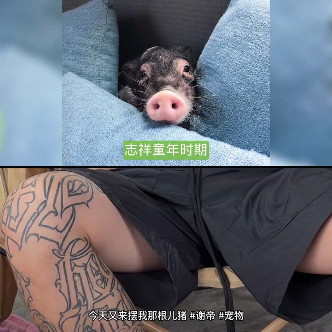 买酸奶送的小鸡长到25斤:宠物“长不大”的话术,没一句能信