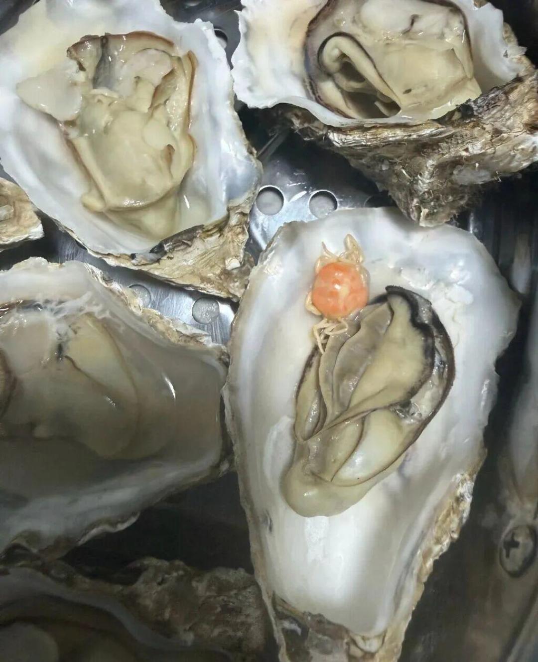 生蚝刚开档，在家蒸出三大争议：洗不洗、几分钟、敢不敢生吃