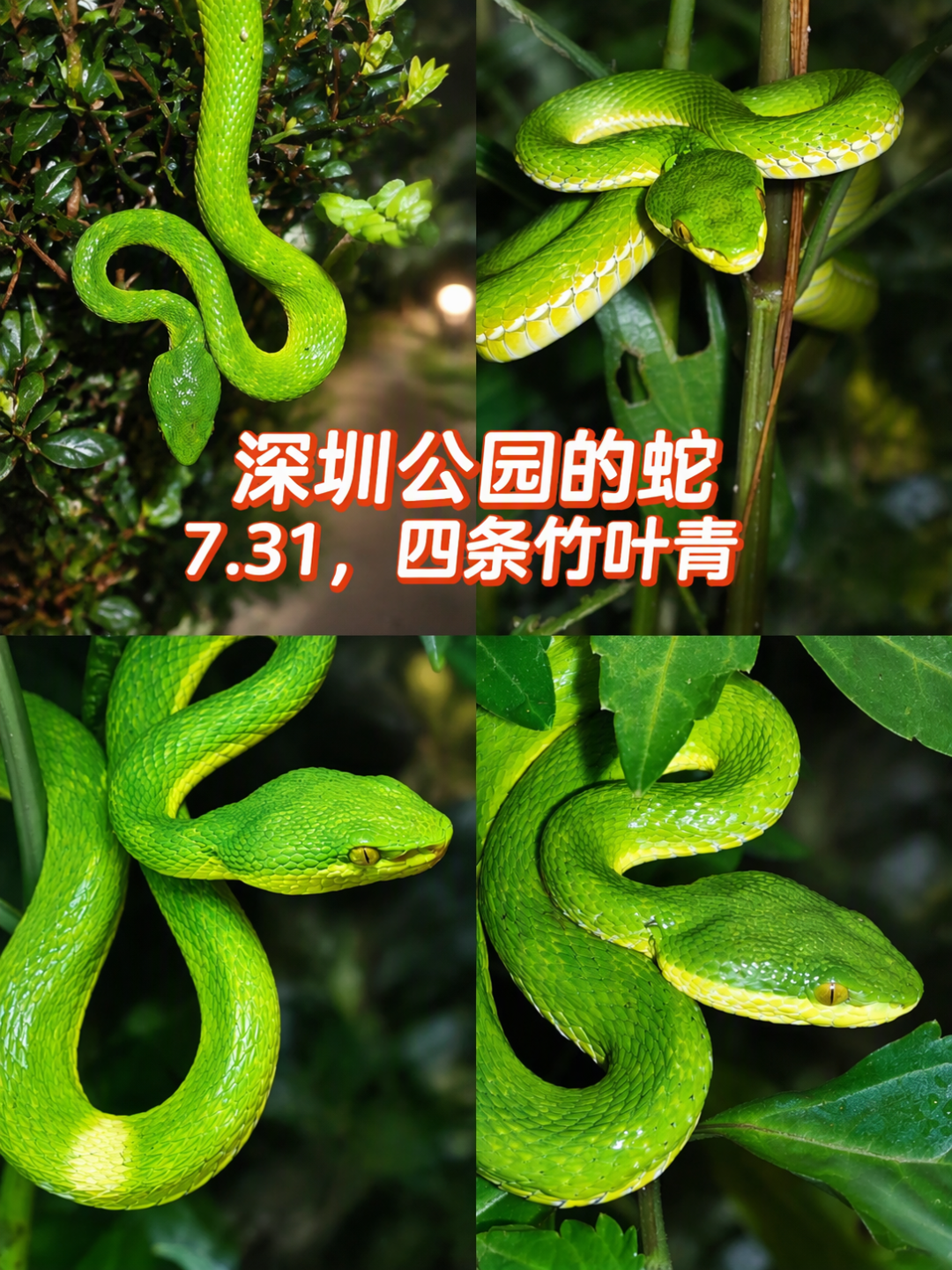 山里的绿蛇，一半咬人一半吓人：竹叶青和翠青蛇，看眼睛和头型就能定生死