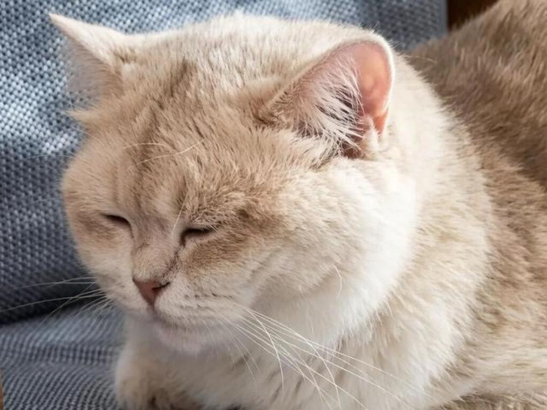 你叫了猫八百遍没反应？原实验：它的回答是动一下耳朵