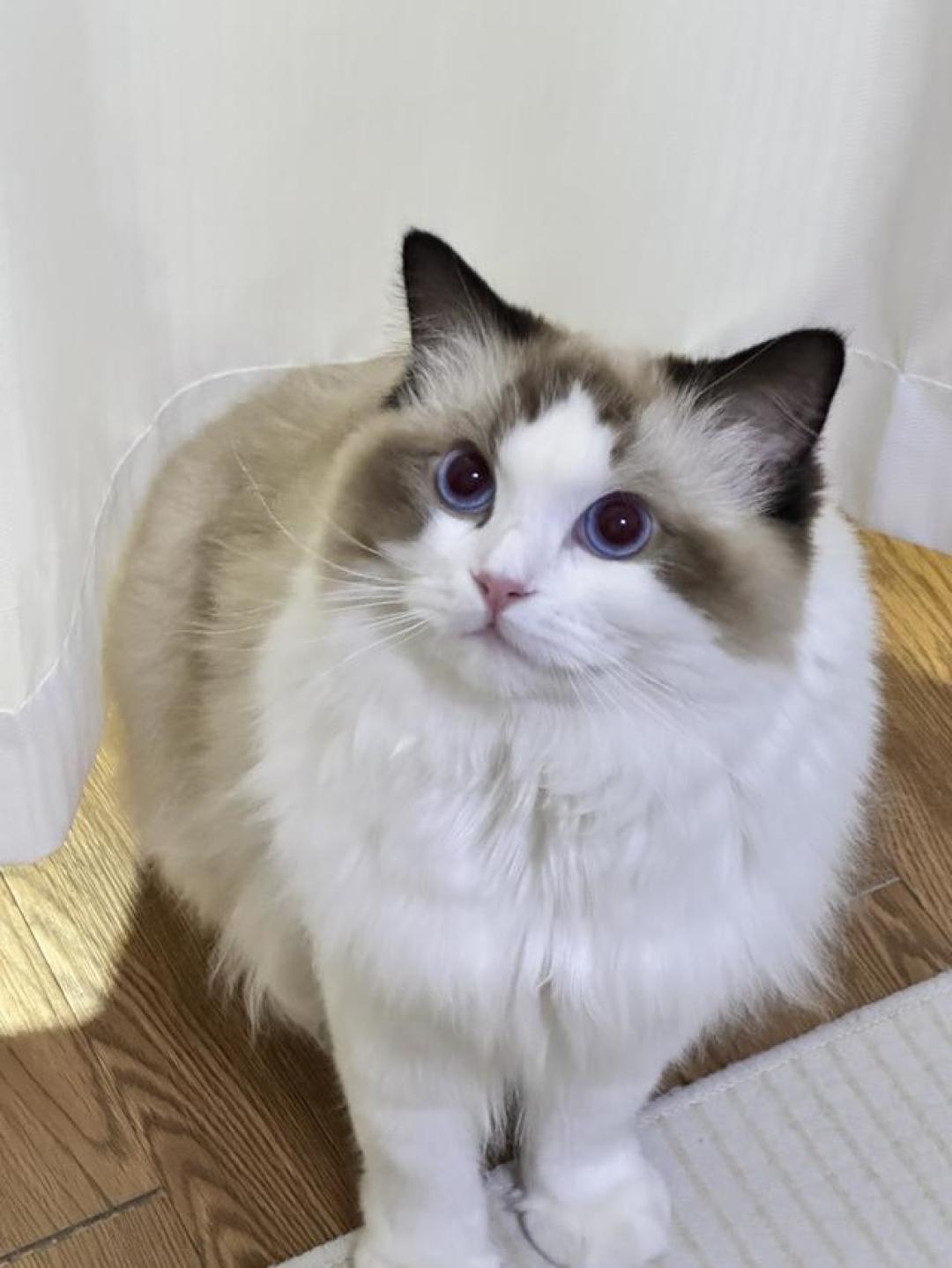你叫了猫八百遍没反应？原实验：它的回答是动一下耳朵