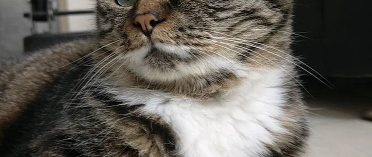 你叫了猫八百遍没反应？原实验：它的回答是动一下耳朵