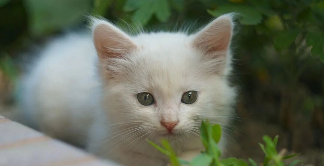 你叫了猫八百遍没反应？原实验：它的回答是动一下耳朵