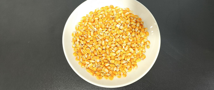 玉米粒研磨总是“外碎内韧”？聊聊刀式研磨仪在谷物前处理的逻辑