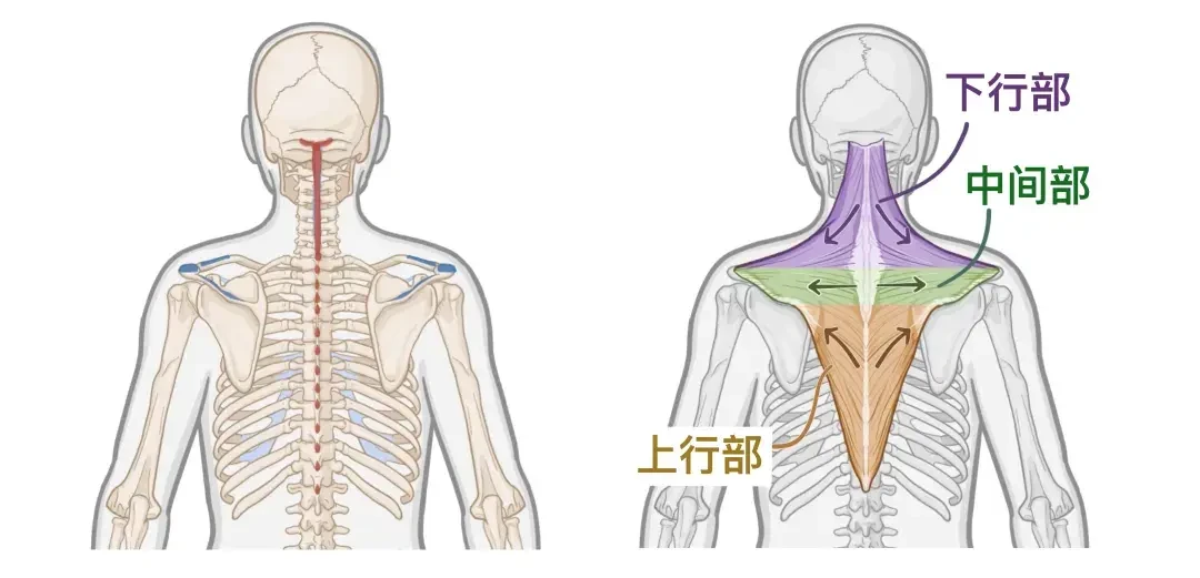 脸垮就去练背？40岁老铁的建议：先算三本账再发力