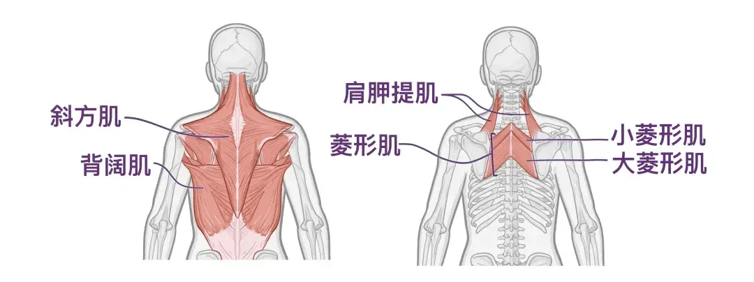 脸垮就去练背？40岁老铁的建议：先算三本账再发力