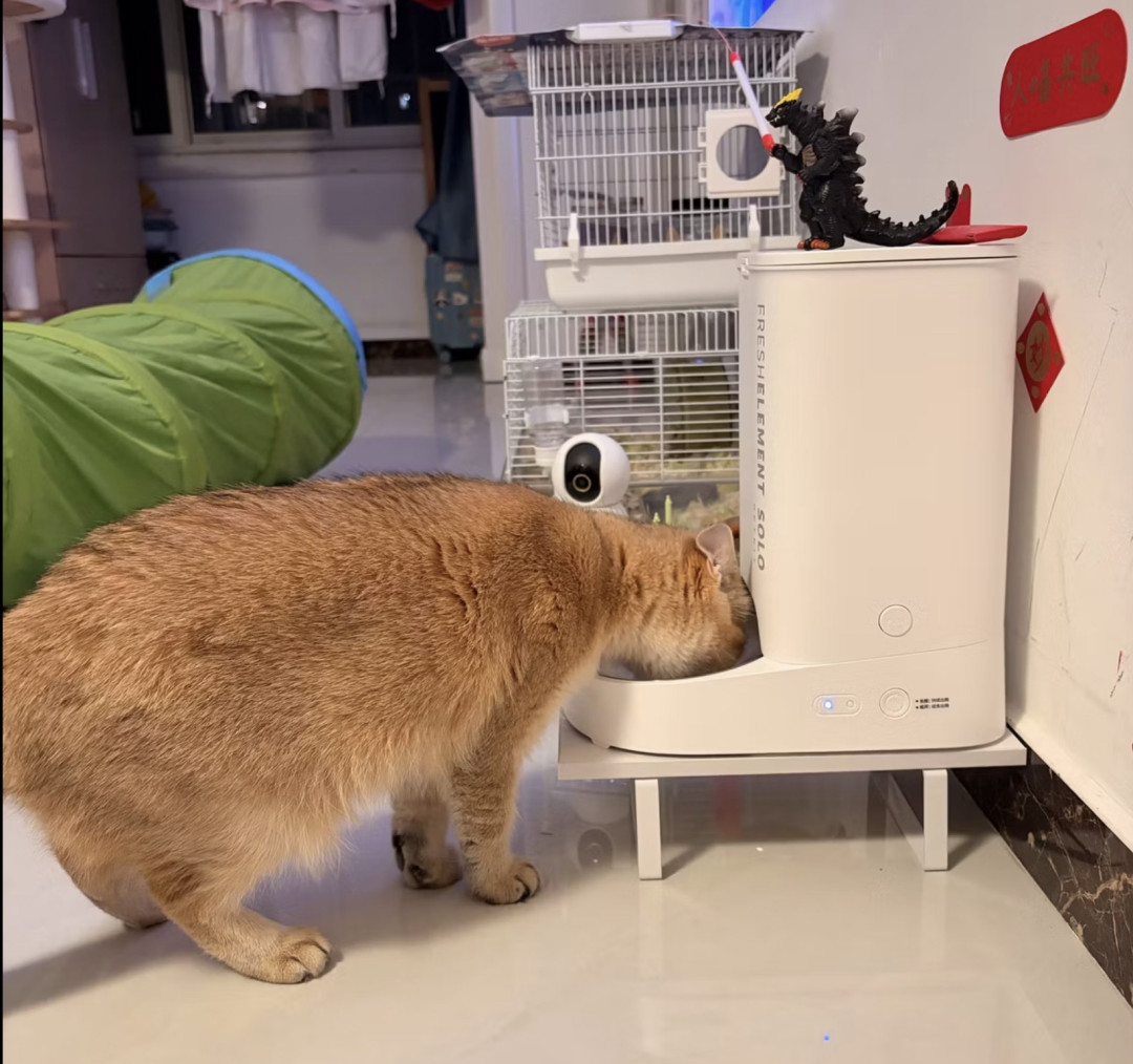 用户称"App显示喂食成功"，猫实际饿了整整一天：双11买喂食器前，先核对这三处