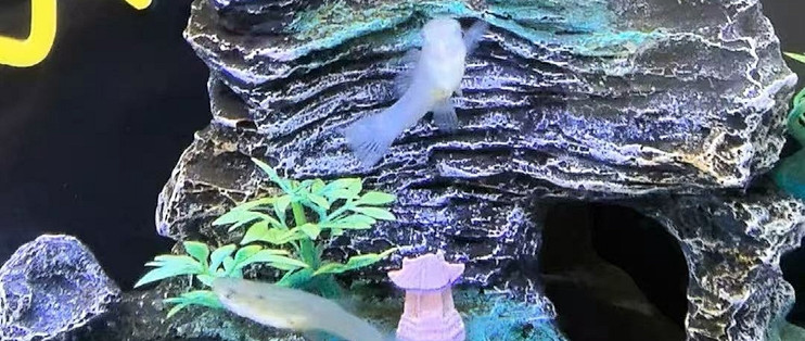 🐟胆小鱼儿必备！假山躲避洞，给小鱼一个安心小窝