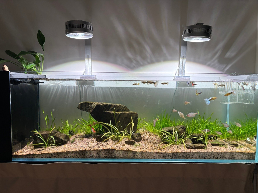 双11把水草灯加进购物车前，先算清三笔账：翻了20多篇专帖和三百多条实名评论才明白——爆缸的多是时长的锅，坏灯的多是进水的锅