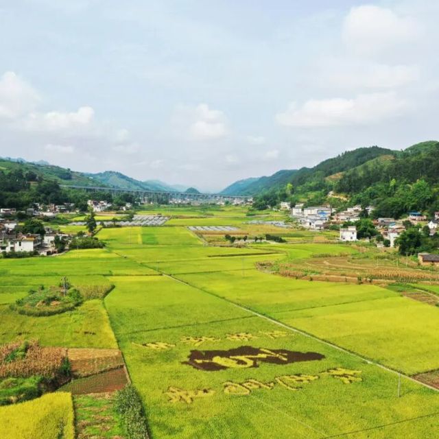 70度高洲秋酿，被酒友用电子秤玩明白了：兑水、勾调、当调味酒