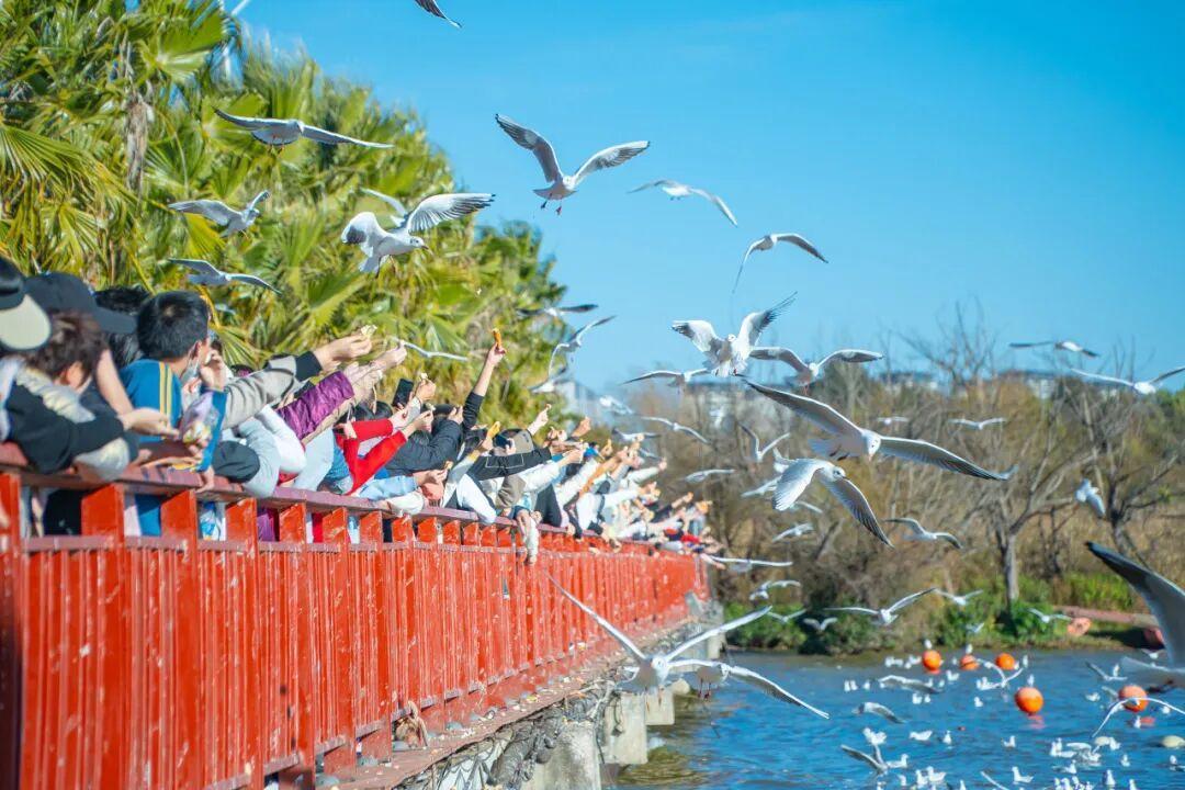 首批追鸥已经分三档:昆明700只打底、青岛栈桥还没到、深圳直接禁喂,出发前看完这3张表