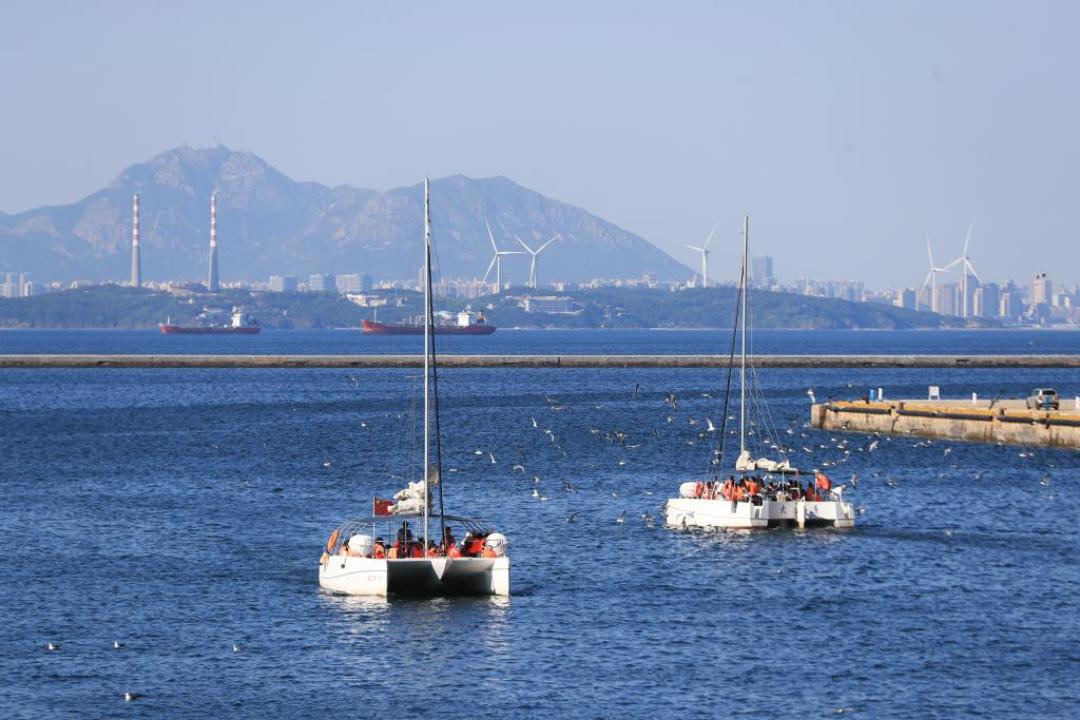 追海鸥要不要出海？青岛59、大连198，票价和坑都给你摆好了