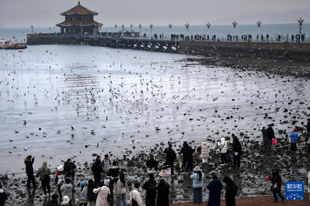 追海鸥要不要出海？青岛59、大连198，票价和坑都给你摆好了
