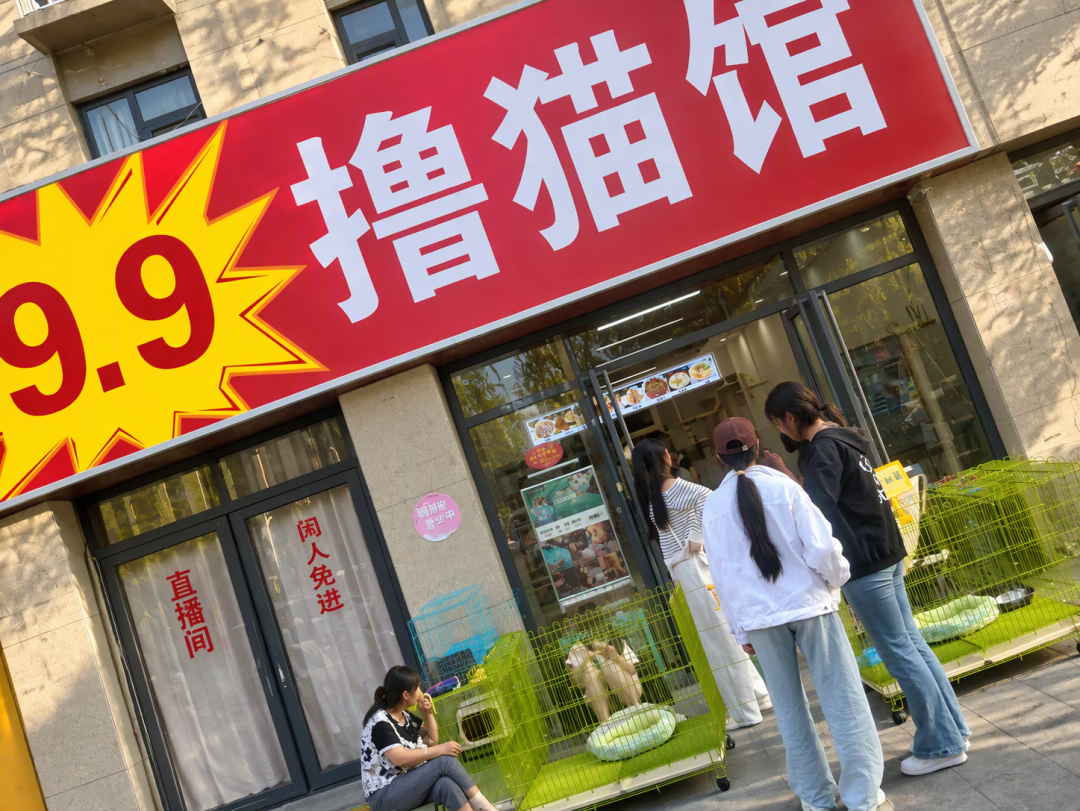 9.9元撸猫馆排长队、49.9元被吐槽最狠:翻完近80条体验帖,猫咖到底怎么选