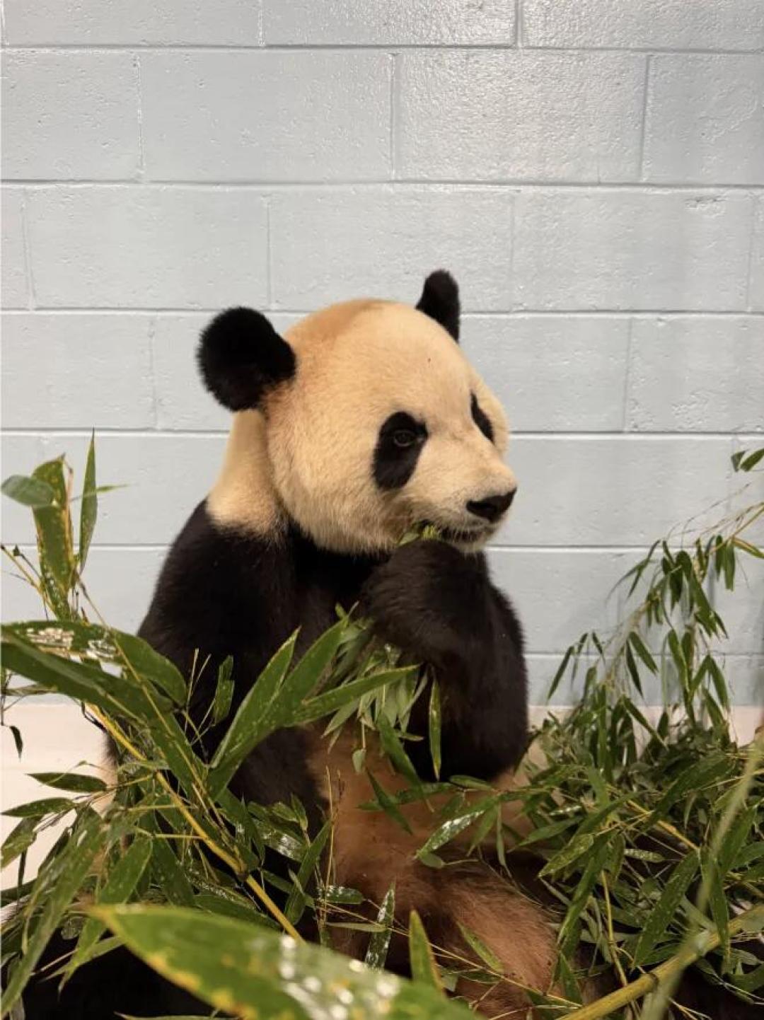 等了近两年,亚特兰大熊猫馆11月6日重新开门:全美3家动物园6只熊猫,冲现场还是云吸,先把账摊开