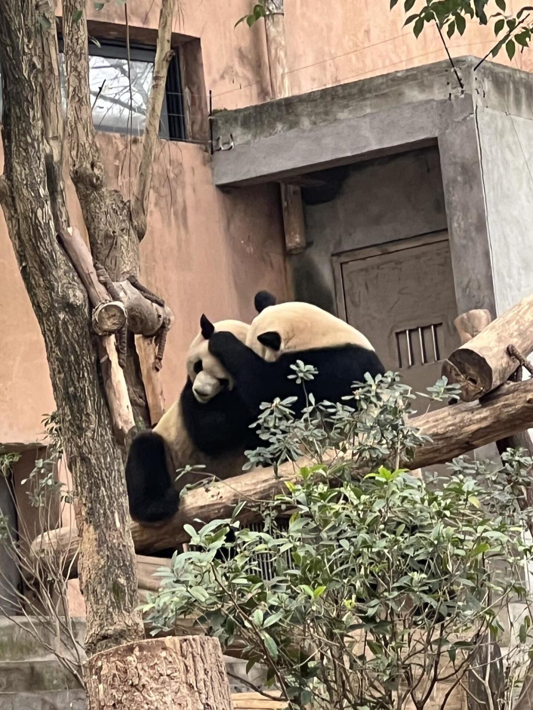 等了近两年,亚特兰大熊猫馆11月6日重新开门:全美3家动物园6只熊猫,冲现场还是云吸,先把账摊开