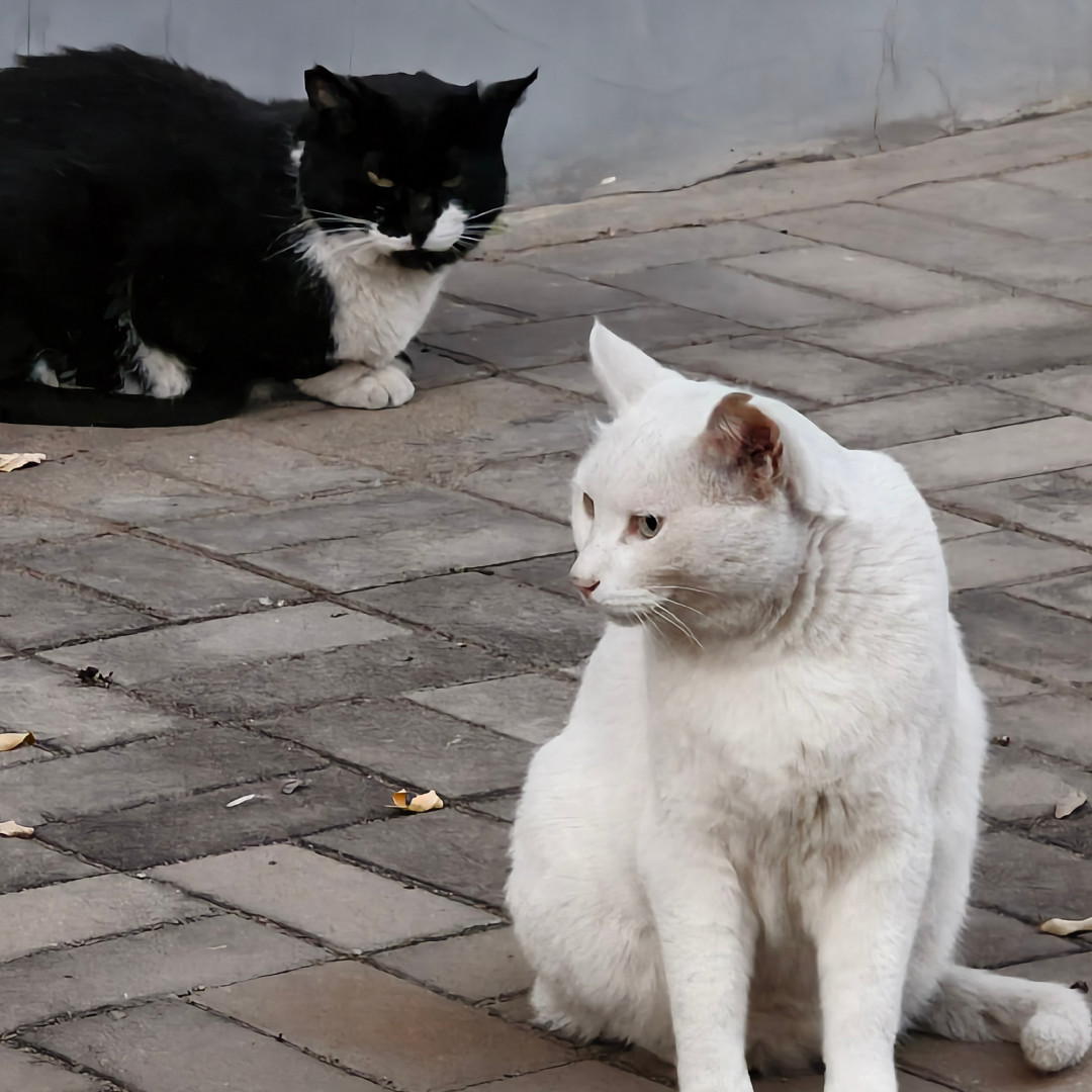 撸猫一路火花带闪电,猫见伸手就躲:真不是它变了,是秋天带电