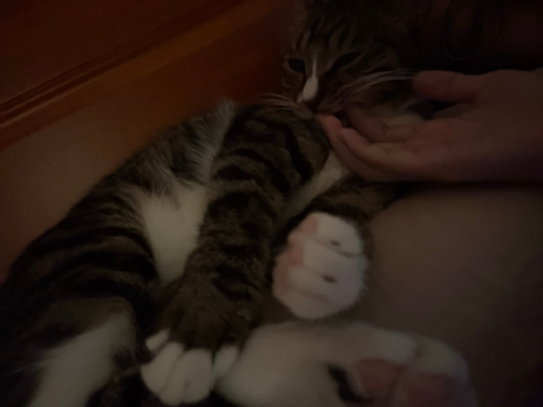 撸猫一路火花带闪电,猫见伸手就躲:真不是它变了,是秋天带电