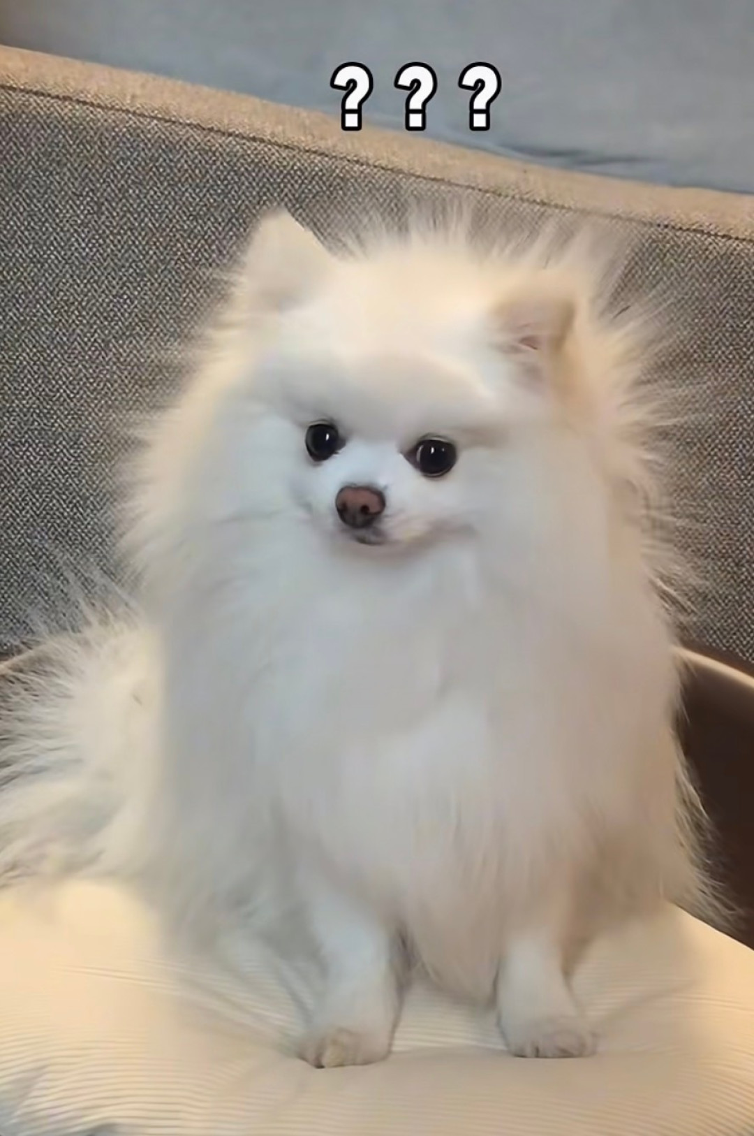 撸猫一路火花带闪电,猫见伸手就躲:真不是它变了,是秋天带电