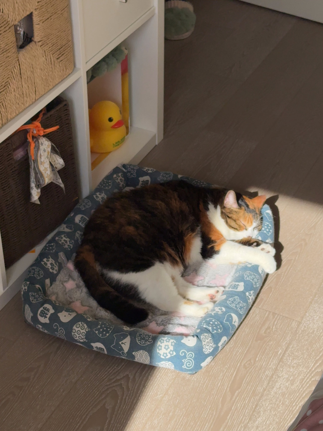 撸猫一路火花带闪电,猫见伸手就躲:真不是它变了,是秋天带电