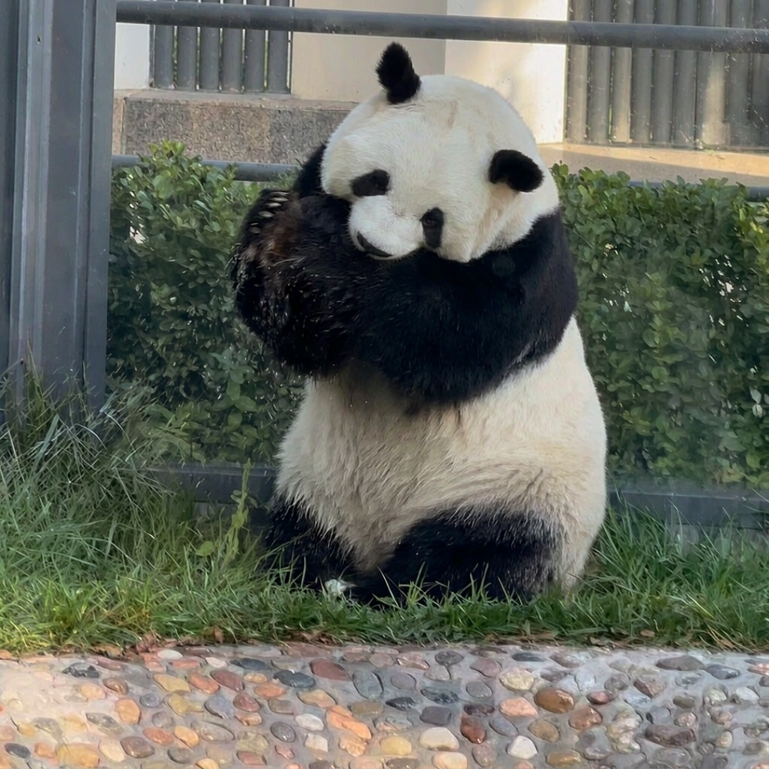 从2.7元冰箱贴到774.79元礼盒:熊猫周边的三百倍价差我算完了,双11带熊回家先对这本账