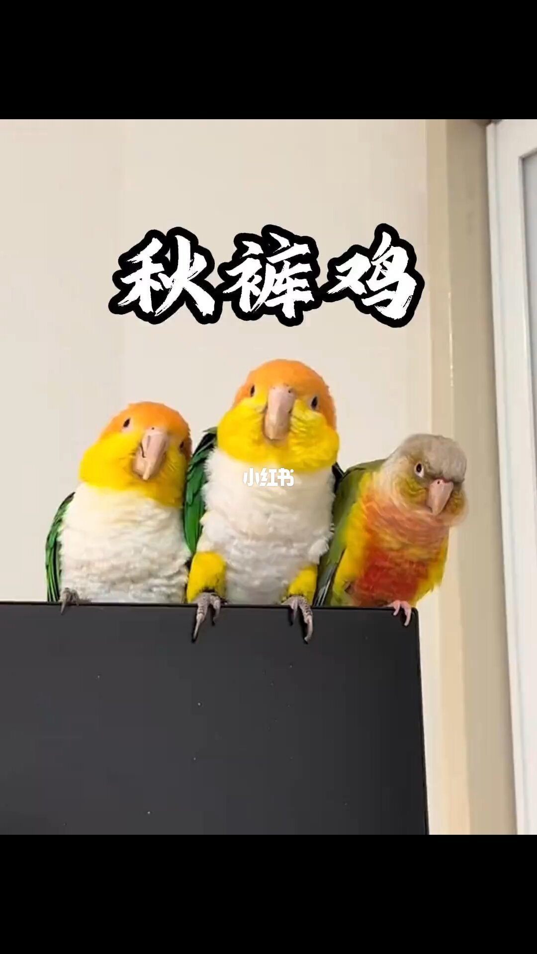 秋裤鸡（凯克鹦鹉）满场疯跳
