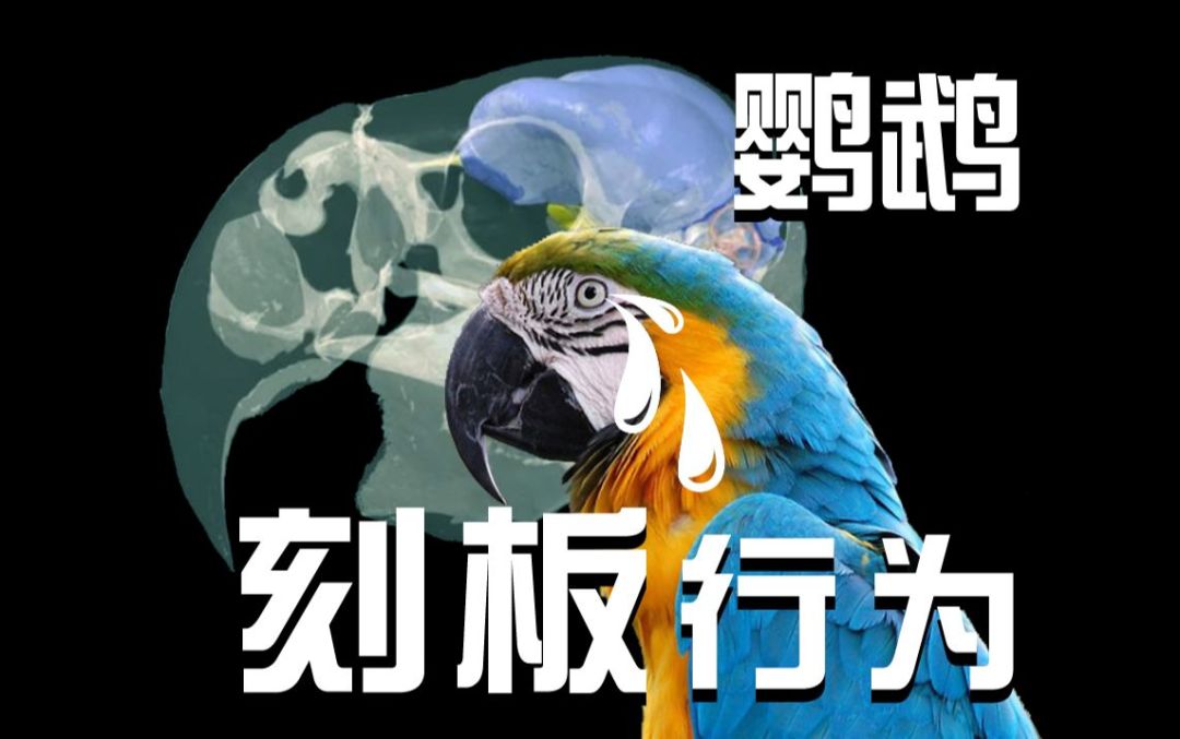 笼中来回踱步的鹦鹉（刻板行为科普视频画面）