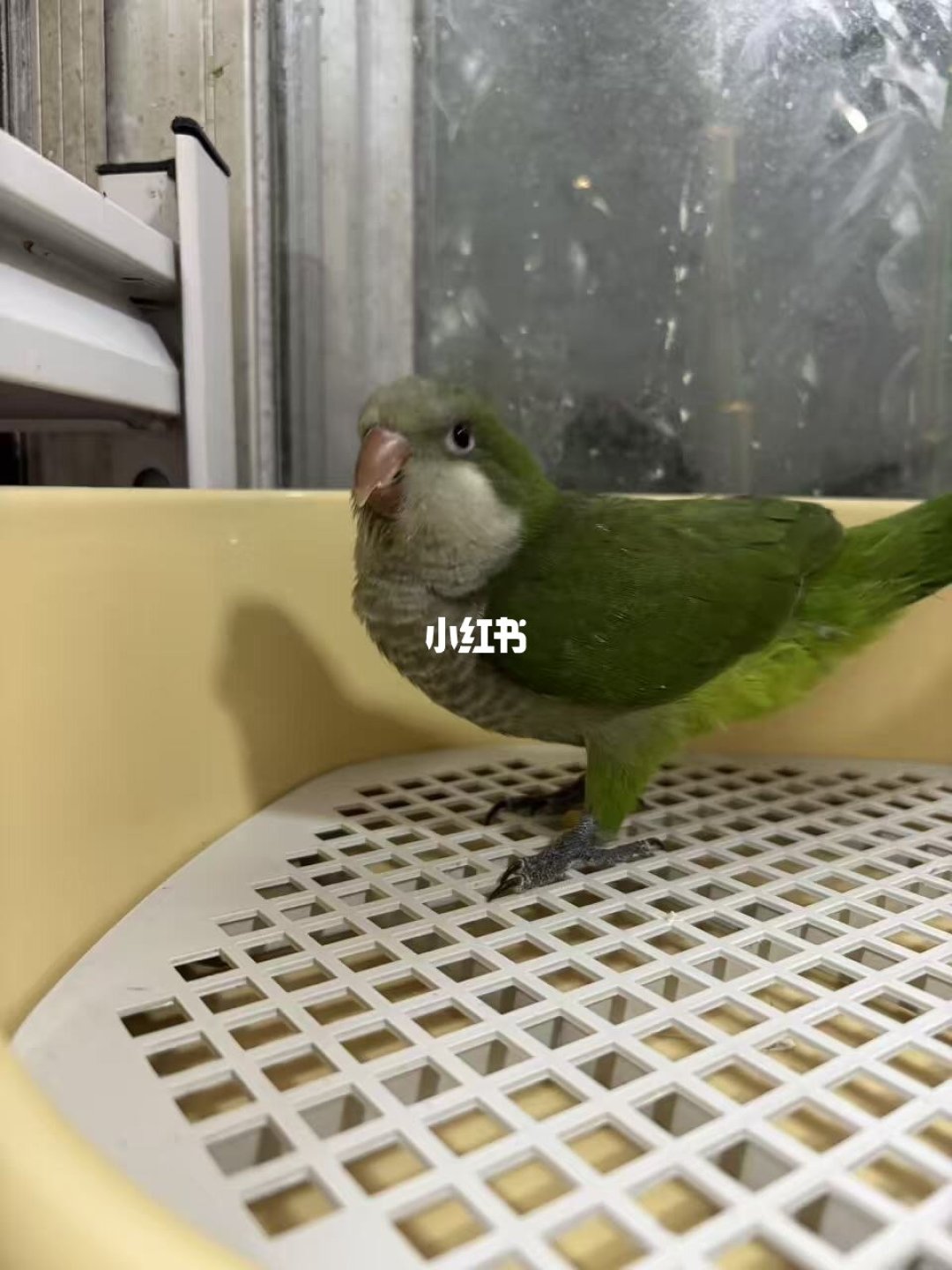 和尚鹦鹉进入400元区间：我把两年的行情摆成一张崩盘表，抄底还是再等等，先过三条红线