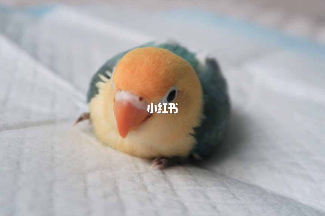 和尚鹦鹉进入400元区间：我把两年的行情摆成一张崩盘表，抄底还是再等等，先过三条红线