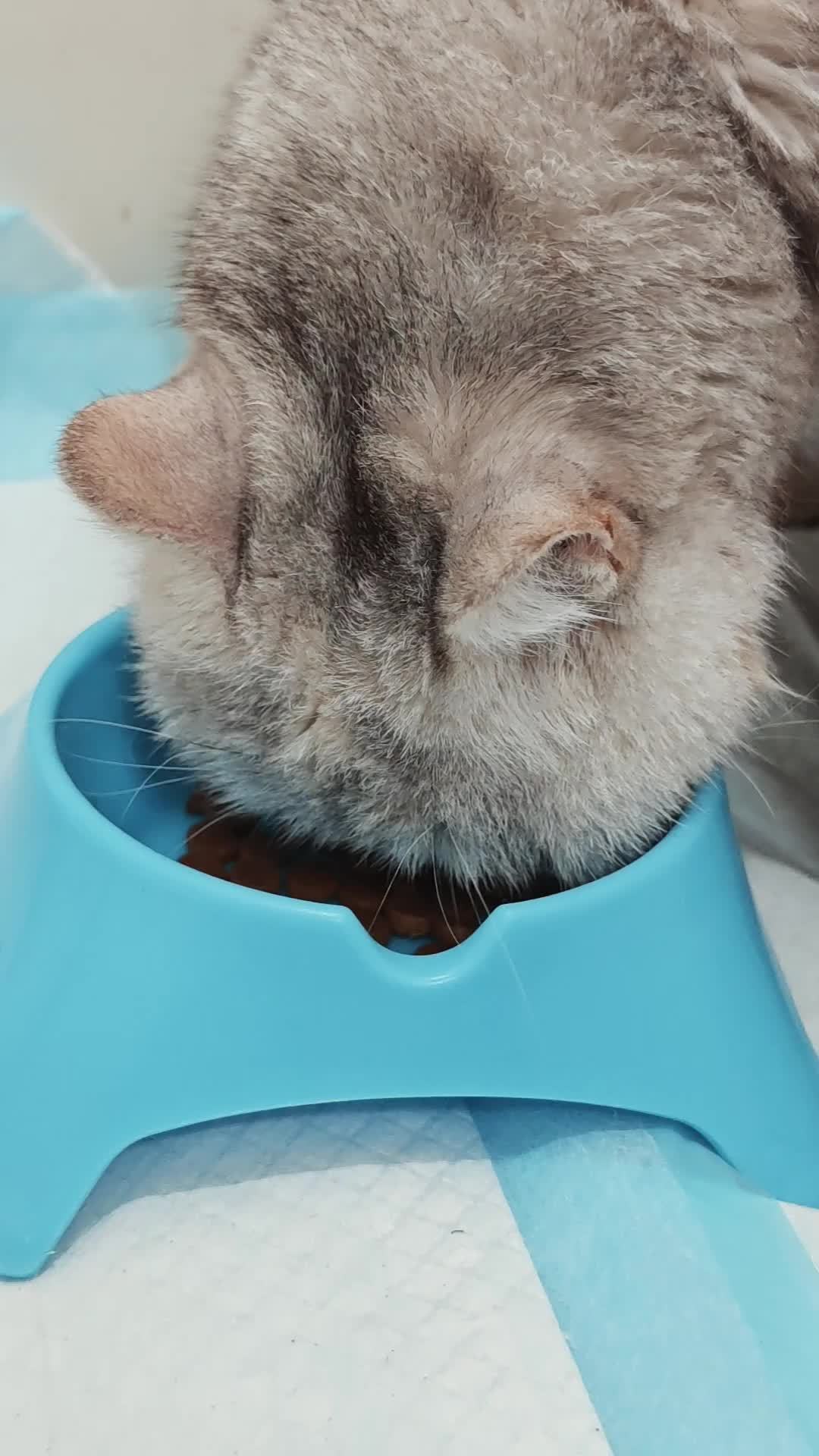 花300块给猫做过敏原检测之前:先看懂这条0成本的8周流程,别让它三次归零