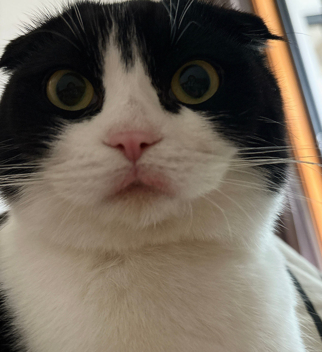 花300块给猫做过敏原检测之前:先看懂这条0成本的8周流程,别让它三次归零