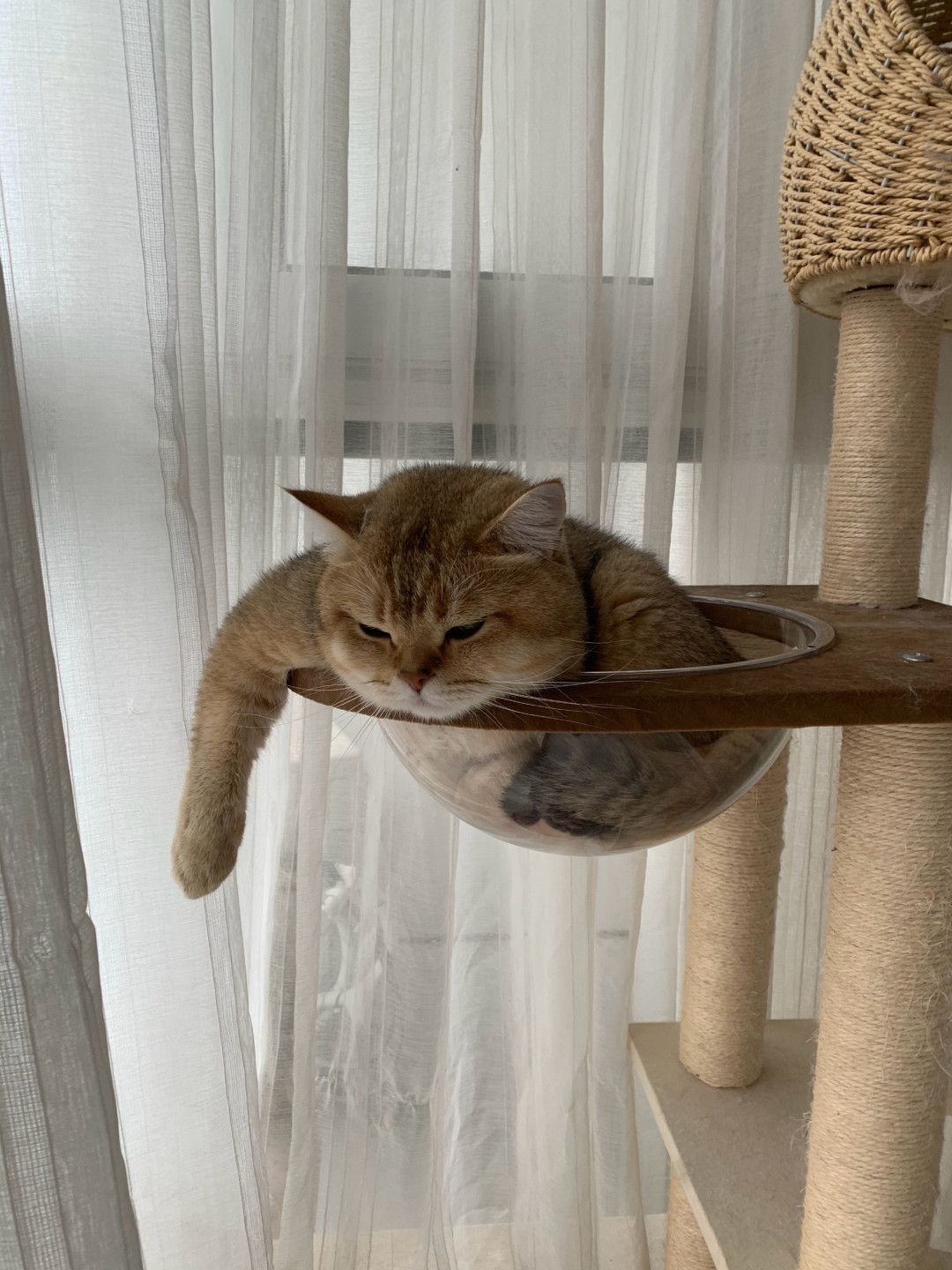 花300块给猫做过敏原检测之前:先看懂这条0成本的8周流程,别让它三次归零