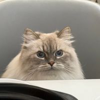 花300块给猫做过敏原检测之前：先看懂这条0成本的8周流程，别让它三次归零