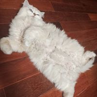 带猫开结160元/小时，店家却嫌累劝你剃掉：这单秋冬猫美容的账，我帮你算清了